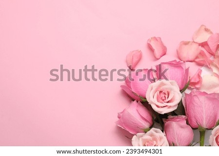 Beautiful roses and petals on pink background, top view. Space for text Royalty-Free Stock Photo #2393494301