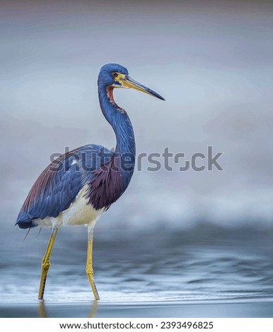 The tricolored heron , formerly known as the Louisiana heron, is a small species of heron native to coastal parts of the Americas.  Royalty-Free Stock Photo #2393496825