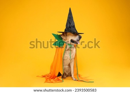 Cute Labrador Retriever dog in Halloween costume on orange background