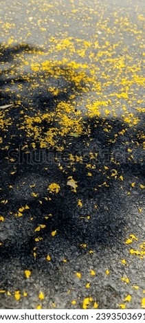 Yellow flower petals falling on the sidewalk in the wind