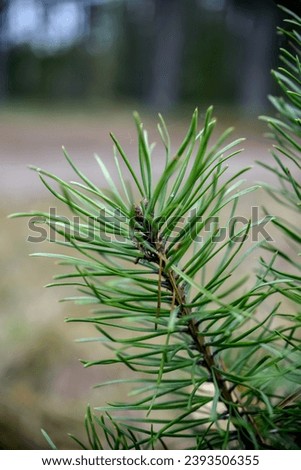 small fir tree in the forest, close up 
