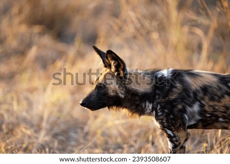 African wild dogs in African National parks (Zambia, Botswana, Namibia, Zimbabwe, South Africa)