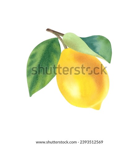 Watercolor fresh, juicy lemon. Hand-drawn illustration. Citrus fruits are yellow with leaves on a branch. Vitamins in food. Healthy eating. Clipart, template, composition for printing