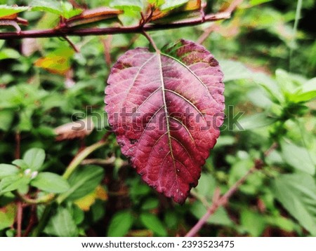 Download the perfect nature leaf pictures.