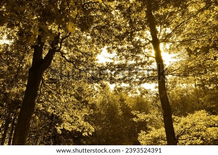 Colored nature, magical forest, beautiful trees and sunlight, sunny weather, natural background for text, autumn atmosphere, yellow photography