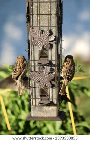 Birds on a tube bird feeder eating seed.