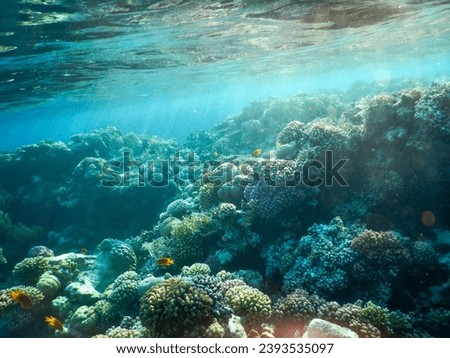 Red Sea wonderful underwater view of the coral reef and its life in its magnificent colors
