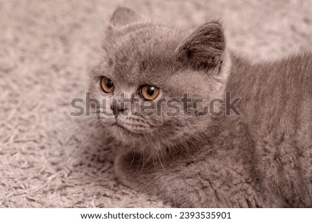 head of young gray shorthair cat, brown eyes looking to the side in a relaxed way