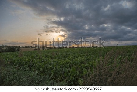 A field of sugar beets growing on a hill under a partly cloudy sky with the setting sun, evening in October.Dark clouds arced in a sky illuminated by the setting sun over an agricultural hilly area.