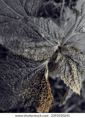 Shadow leaf picture. Natural beauty leaf