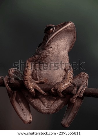 close up image of the tree frog. Polypedates maculatus