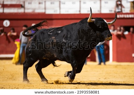 Spanish fighting bull with big horns Royalty-Free Stock Photo #2393558081