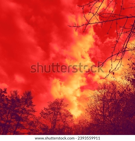 Colored nature, trees with branches, red sky with orange clouds, forest and heaven, autumn mystical landscape, red photo