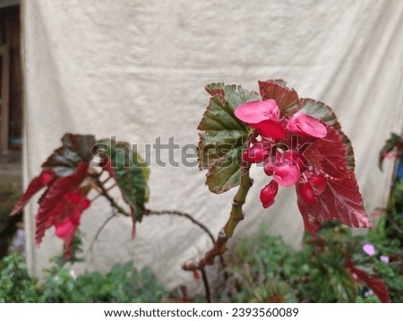 beautiful red cane begonia angel wing flowers in the mountain
