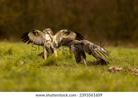 Buzzards fighting in Lincolnshire UK