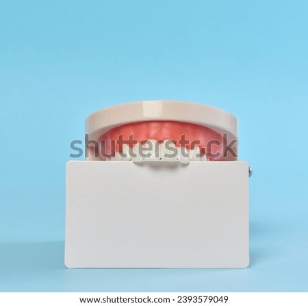 Plastic model of a human jaw and a blank white business card on a blue background