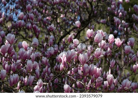 Abundant blooming of Pink flowers of Chinese magnolia or saucer, Magnolia x soulangeana, early spring, natural floral pink background.