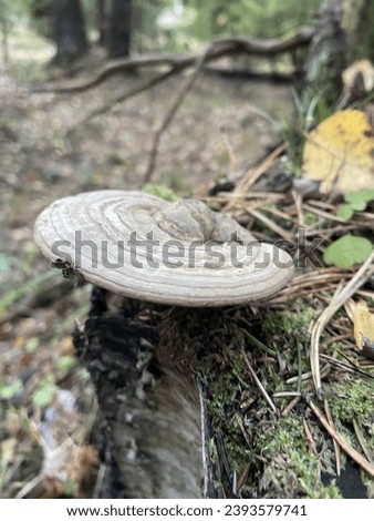 A gray saprophyte mushroom Fomes fomentarius on an old stump in an autumn forest Royalty-Free Stock Photo #2393579741