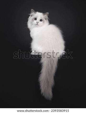 Cute little blue bicolour Ragdoll cat kitten, sitting backwards on edge. Looking over shoulder towards camera with deep blue eyes. Isolated on a black background.