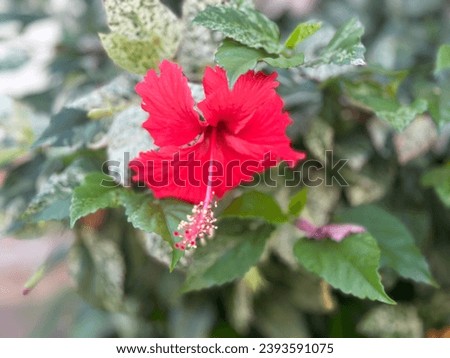 Rose Mallow , Chinese Rose, Hibiscus, Single flowers, horn-shaped flowers, flowers, 6–10 cm in diameter. Inverted oval petal plate with long hair on the outside. Royalty-Free Stock Photo #2393591075