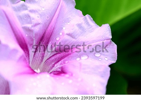 Beautiful purple flower with water drops on white sand on the beach. The morning glory has beautifully-shaped blooms that unfurl in the sun and romantic tendrils that lend old-fashioned charm.