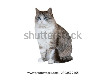 Beautiful cat with blue eyes isolated on white background. Portrait of a gray fluffy domestic cat for the cover of a grooming studio, cosmetics for animals.