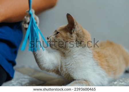 the expression of a dusty orange domestic cat playing with its toy