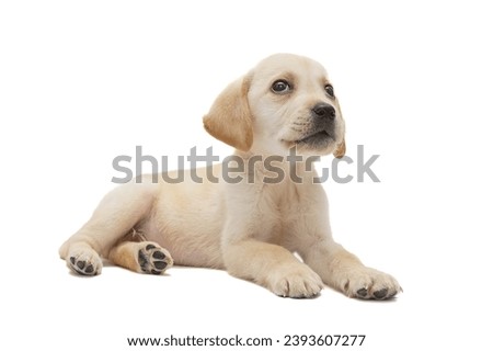 Beautiful yellow labrador puppy sitting on a white background Royalty-Free Stock Photo #2393607277
