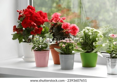 Different beautiful flowers in pots on windowsill indoors Royalty-Free Stock Photo #2393607651