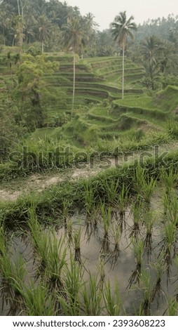 tegalalang rice terrace, Ubud, Bali, Indonesia - October 22 2023 :  portrait close up of grass in water on terrace