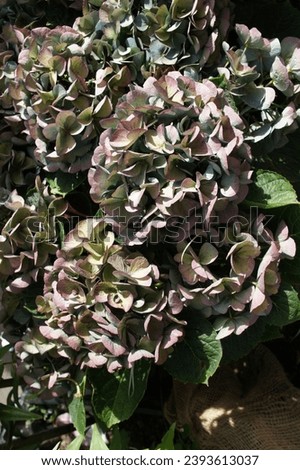 New varieties of Hydrangea macrophylla with gray, purple inflorescences in a summer garden on a flower bed.
Floral wallpaper.