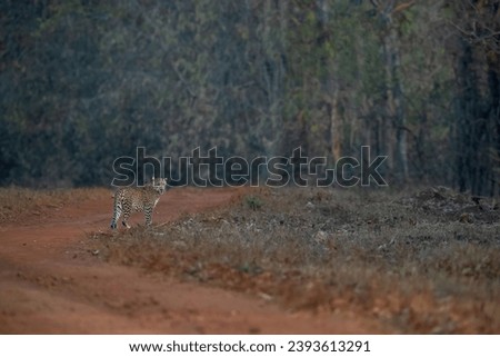 Male Leopard in its natural habitat at Tadoba Andhari Tiger Reserve...