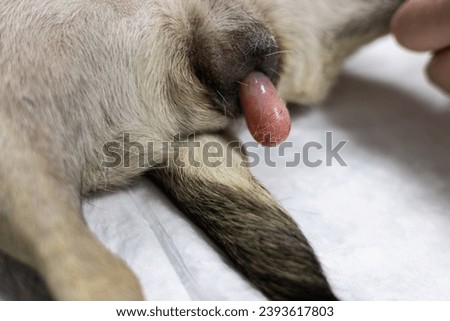 The dog was brought to the veterinary clinic with prolapsed fibroids from the uterus. The dog is being prepared for surgery to remove uterine fibroids. Conception of uterine pathology in a dog. Royalty-Free Stock Photo #2393617803