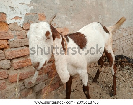 Beetal goats. Animal in Farm. With selective focus on the subject. Pictures of pakistan domestic Goats. goats closeup. goats grazing in Farm. lecher. Capra hircus. Capra aegagrus hircus. 	Mammalia.