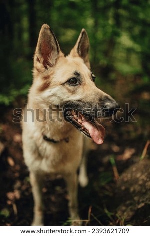 Closeup of a Beautiful German Shepherd dog, smart and easy to train on the edge of the forest in Hungary. 

