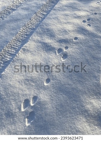 Footprints of a rabbit or a hare on fresh snow in Finland. Tracks of an ATV, all-terrain vehicle. No people. Blue tone picture of snow. Early winter in the nordics. Sunset, sun is shining from horizon