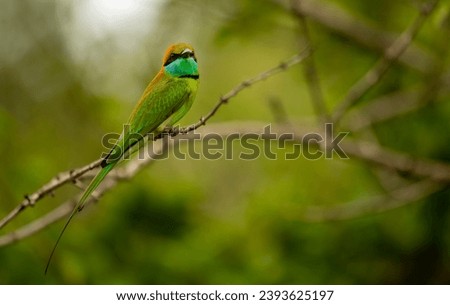 The blue-tailed bee-eater (Merops philippinus) is a near passerine bird in the bee-eater family Meropidae. It is widely distributed across South and Southeast Asia,Bird in Thailand.