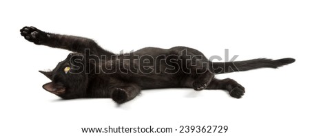 playful black kitten lies on it's back