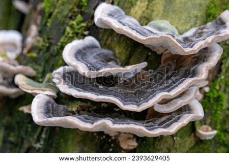 Trametes versicolor, known as Coriolus versicolor and Polyporus versicolor mushroom. Turkey tail mushroom