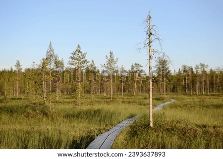 Summer picture. The picture was taken in Finnish Lapland.