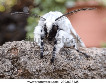 Puss Moth (Cerura vinula), a large British moth Royalty-Free Stock Photo #2393638135
