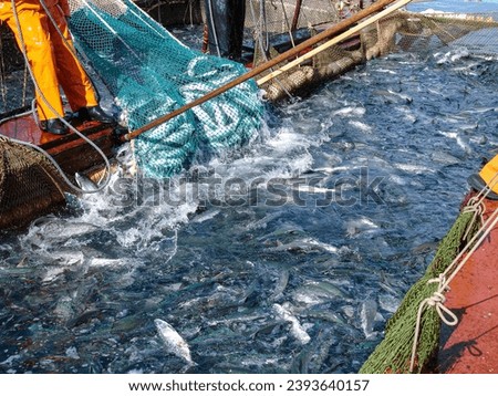 Fishing industry. Industrial fishing boat. Net filled with variety saltwater fish. Salmon, pacific ocean water. High quality photo Royalty-Free Stock Photo #2393640157