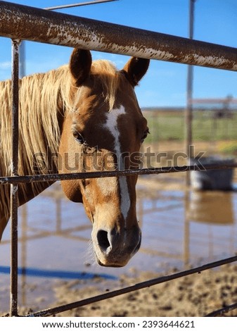 a brown horse on a farm