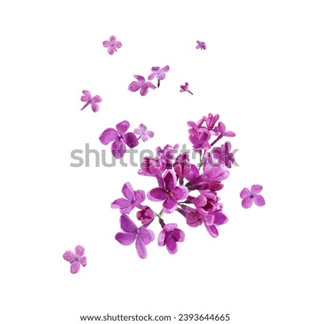 Beautiful lilac flowers falling on white background Royalty-Free Stock Photo #2393644665