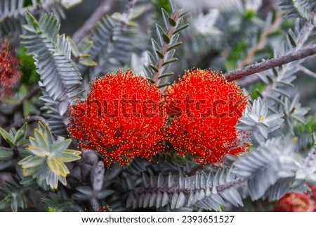 Red flowers of Barrens Regalia (Regalia velutina) in natural habitat near Hopetoun, Western Australia Royalty-Free Stock Photo #2393651527