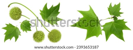 fruit and leaves of sycamore plane tree isolated on white bacground. Top view. Flat lay Royalty-Free Stock Photo #2393653187