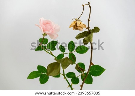 young rose and withered rose Royalty-Free Stock Photo #2393657085