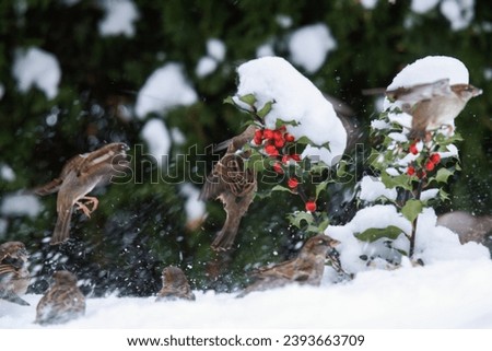 sparrows in the garden with a small ilex plant at a snowy winter day