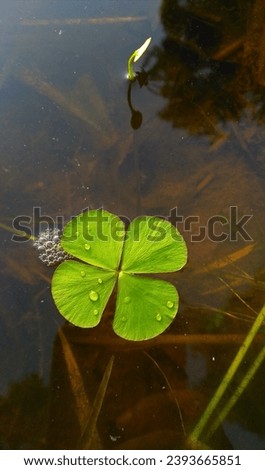 a four-leaf clover. Water foams on the side. All in all, a beautiful nature scene.