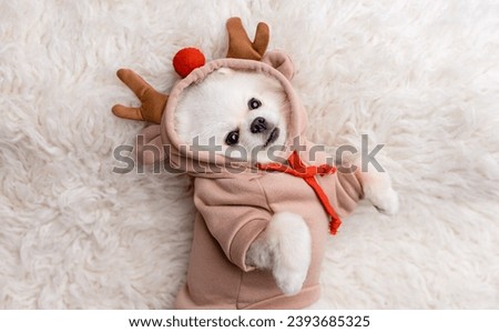 Cute dog in a New Year's costume. Holiday Concept. Pomeranian spitz dressed up in Christmas costume. Beautiful animal in a hat. Holiday puppy.